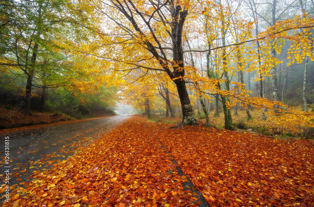 Fototapeta premium Mata da Albergaria road, Autumn, Geres, Portugal