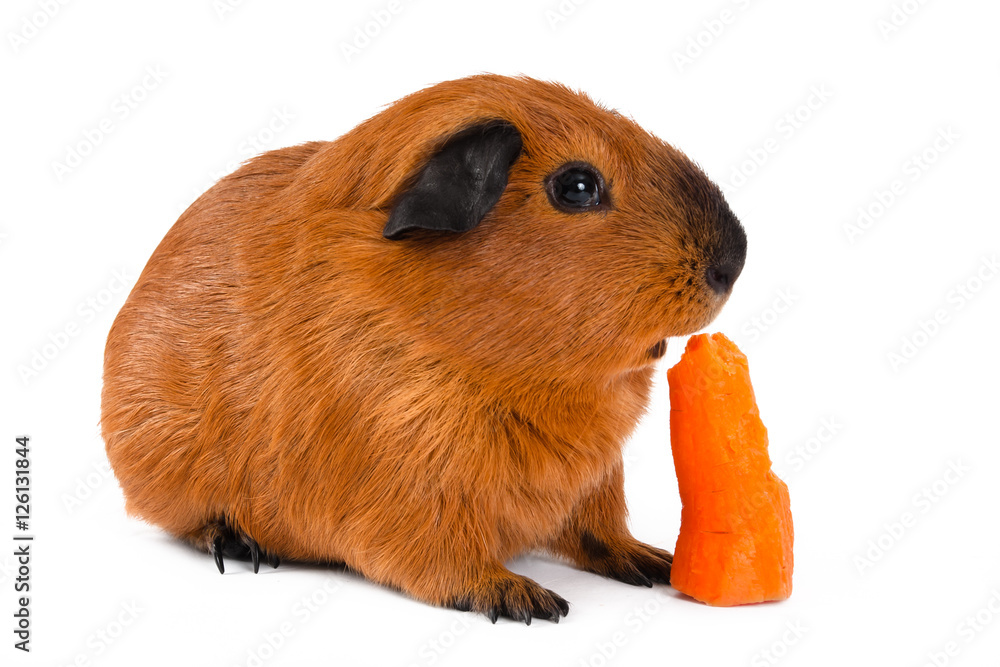 Fototapeta premium guinea pig eating carrot on white background