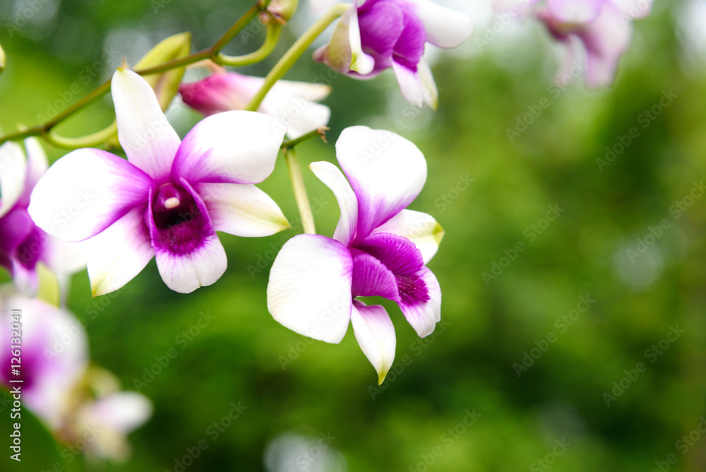 Dendrobium enobi purple orchids Dendrobium enobi purple orchids