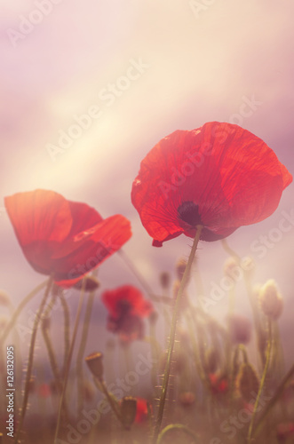 poppies and sun