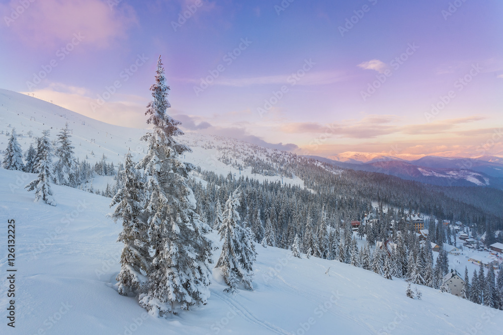 Fototapeta premium pine tree in winter at sunset in the mountains. Purple sky