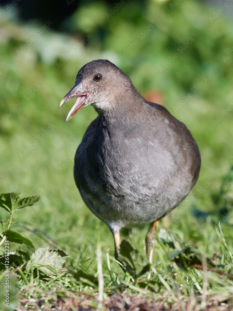 Common moorhen (Gallinula chloropus) Common moorhen (Gallinula chloropus)