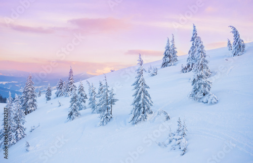 pine tree in winter at sunset in the mountains. Purple sky