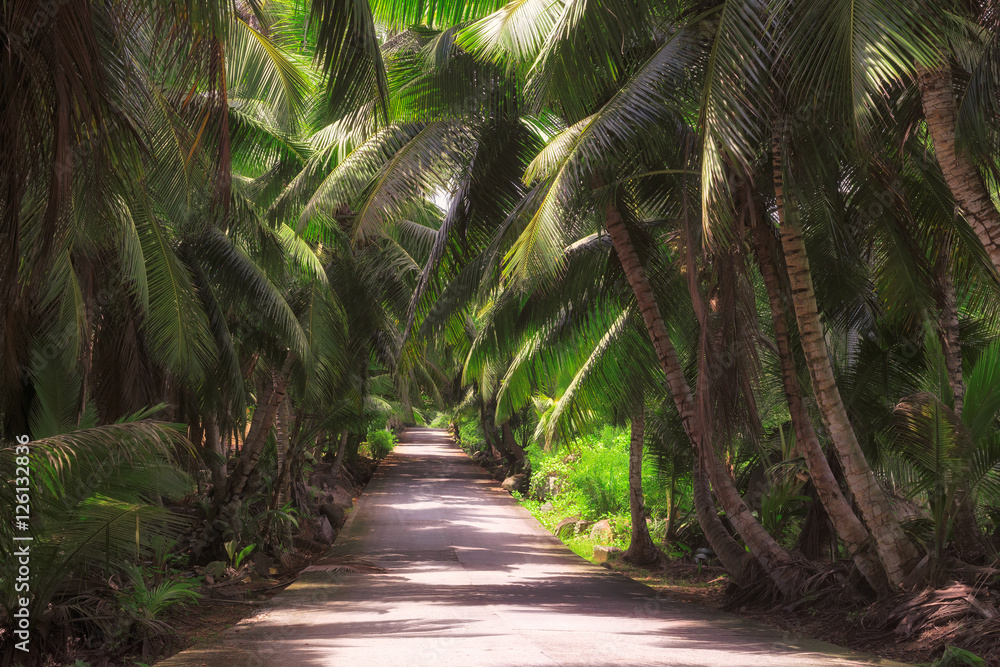 The road through the jungle. The road through the jungle.