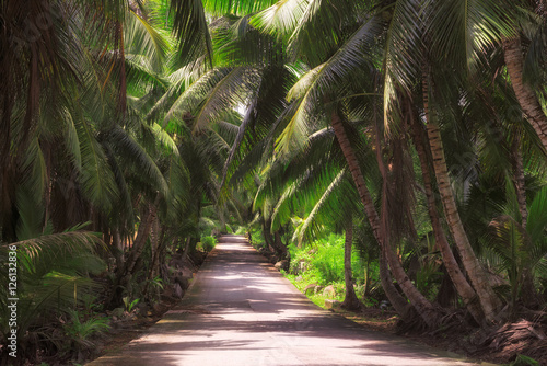 The road through the jungle.