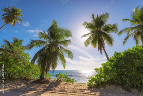 Coconut palm tree on tropical beach over blue ocean, Mahe island, Seychelles
