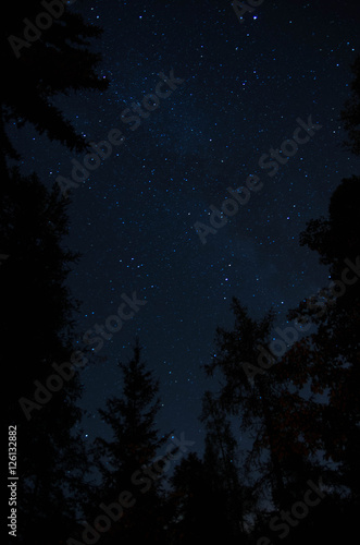Glimpse of the starry sky in the woods