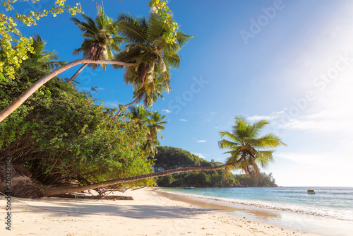 Coconut palm tree on tropical island over blue ocean  Seychelles