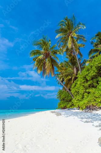 Palm trees leaning over sand beach, Maldives
