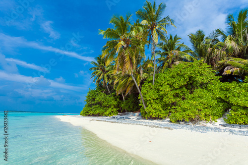 Palm trees leaning over sand beach  Maldives