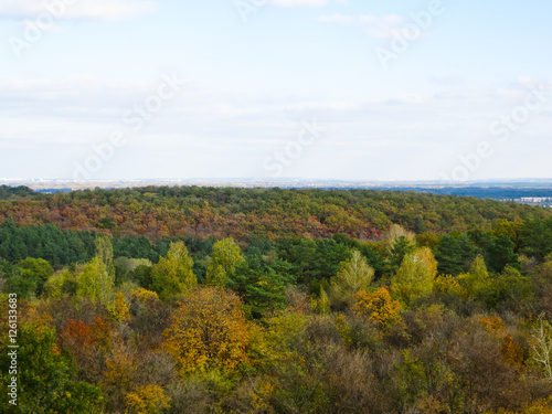 Fototapeta Naklejka Na Ścianę i Meble -  Multicolored leaves on a trees on autumn