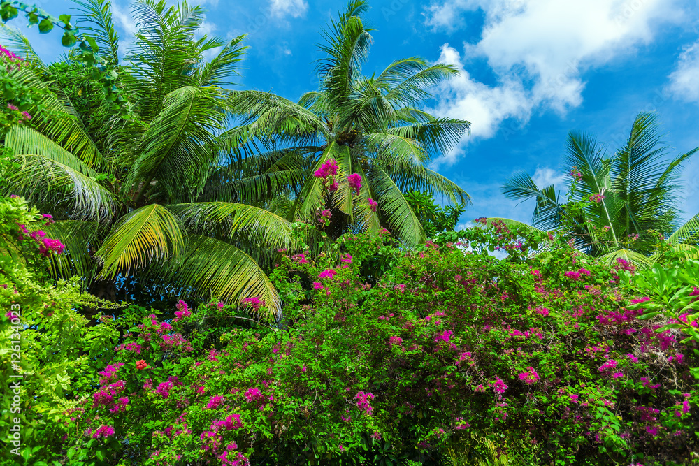 Palm trees and flowering bougainvillea, Maldives