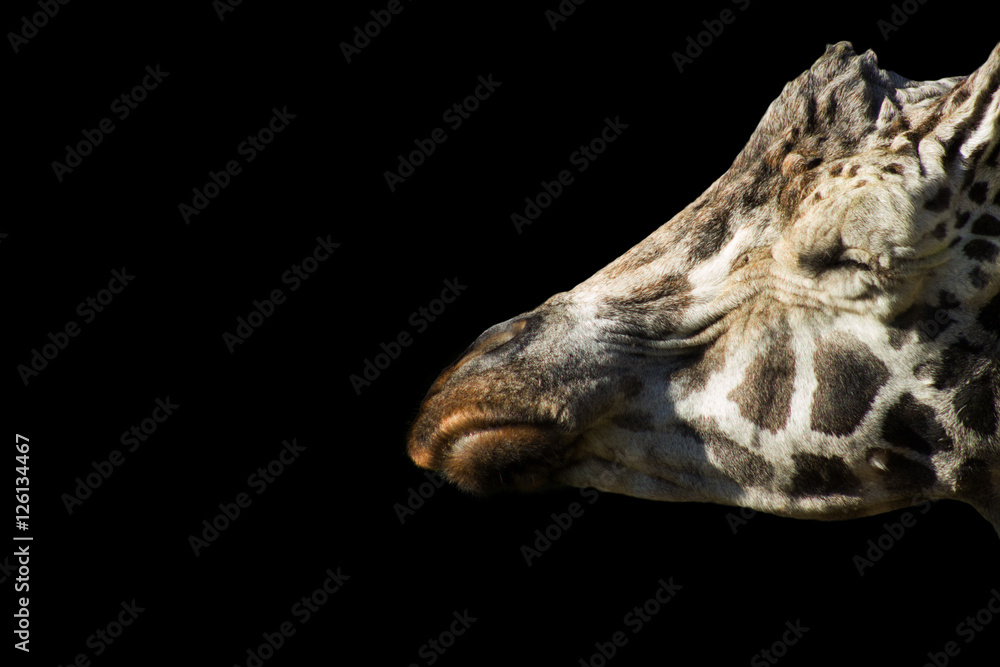 old giraffe with eyes closed old giraffe with eyes closed