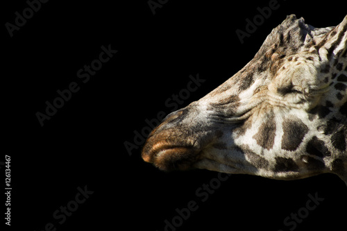 old giraffe with eyes closed