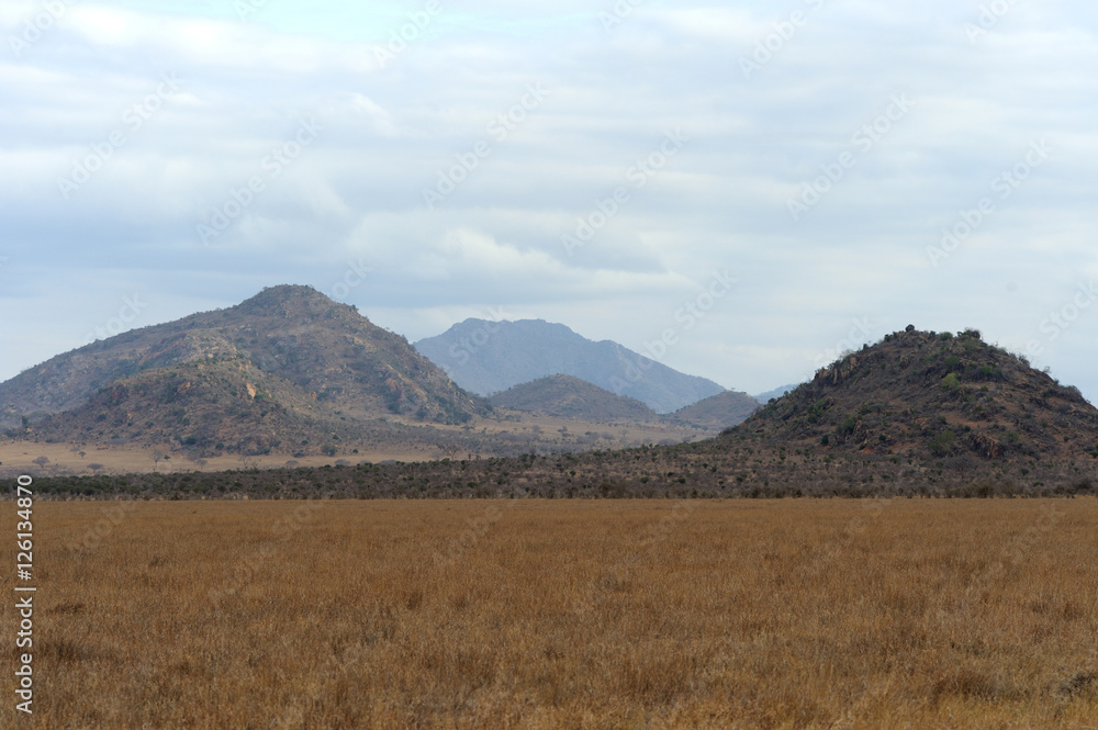 Savannah landscape in the National park of Kenya Savannah landscape in the National park of Kenya