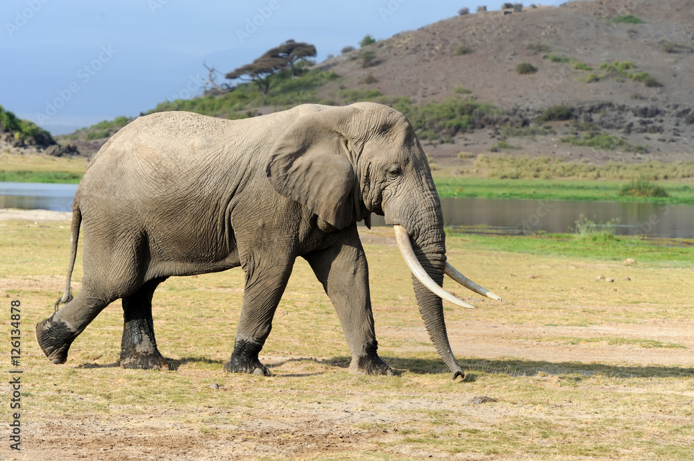 Fototapeta premium Elephant in National park of Kenya