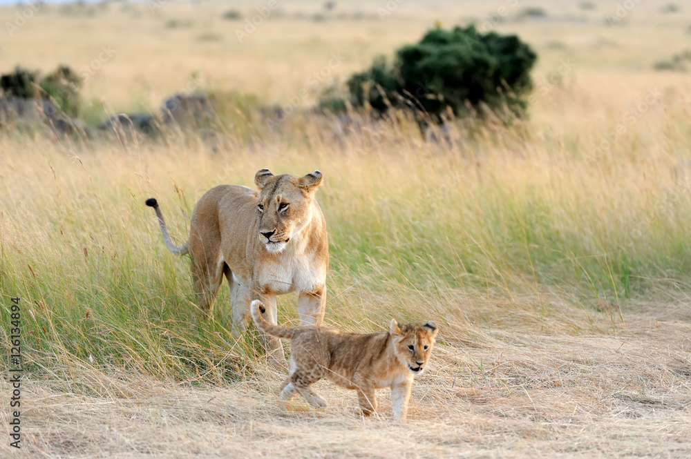African lion cub African lion cub