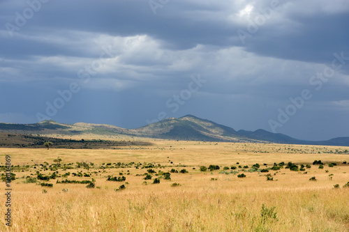 Savannah landscape in the National park of Kenya
