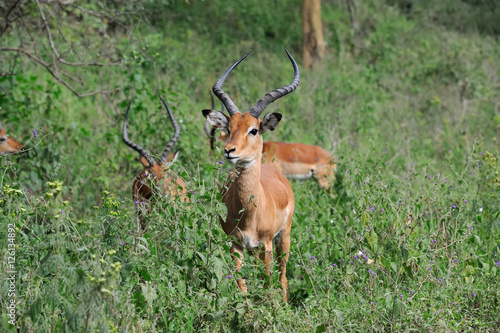 Impala on savanna in Africa