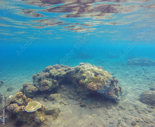 Underwater landscape with sea sand bottom and coral reef.