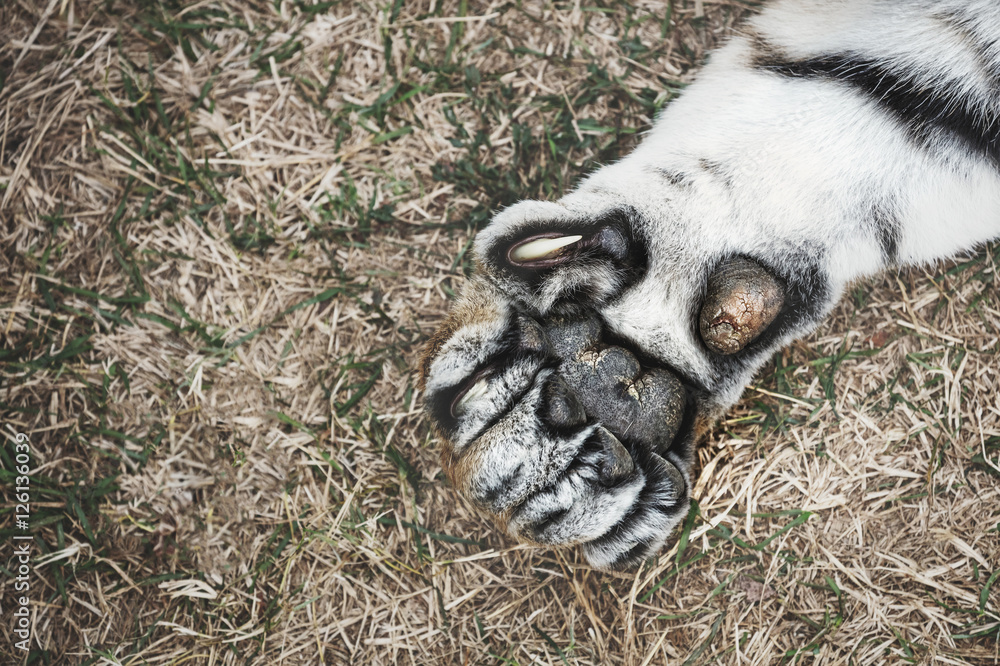 Fototapeta premium Tiger paw