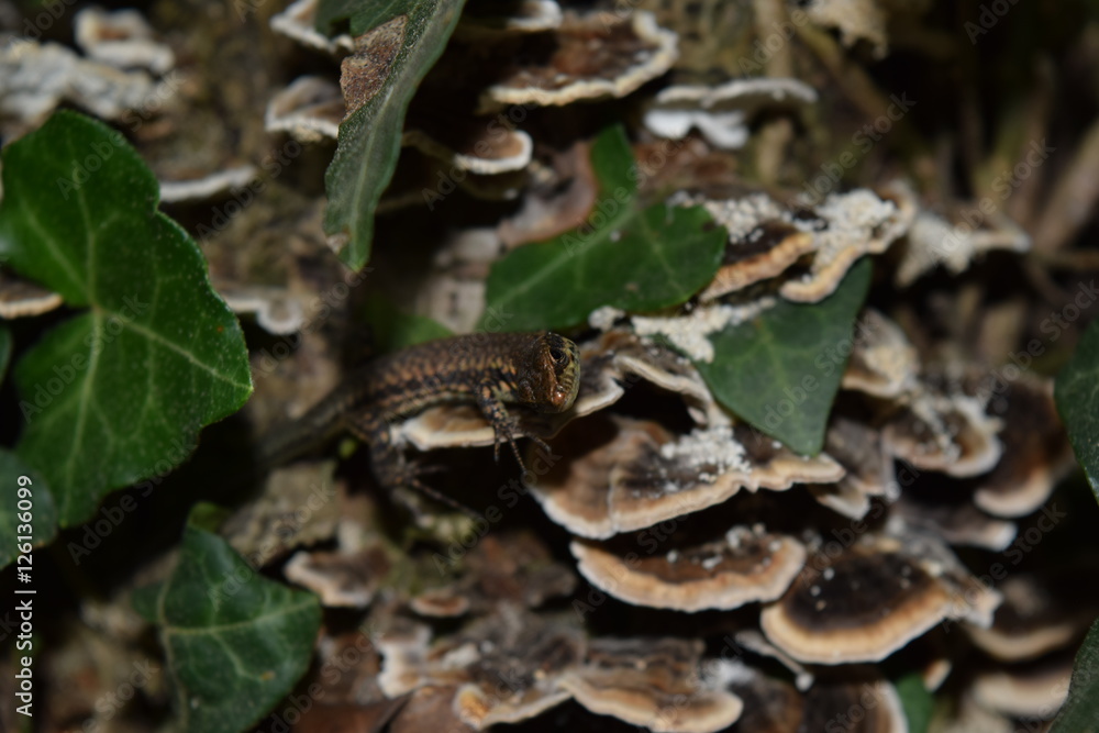 Lucertola Lucertola