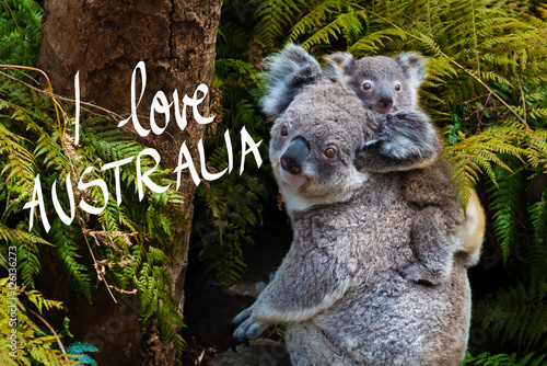 Australian koala bear native animal with baby and I Love Australia text