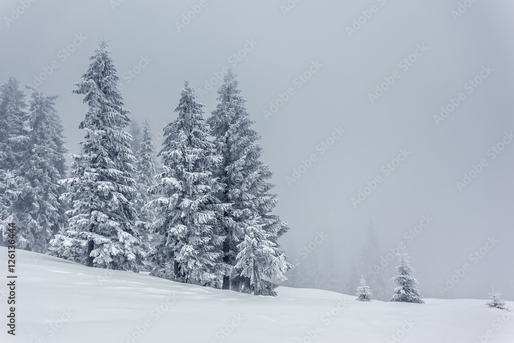 Fototapeta premium Amazing winter landscape