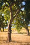 Cork trees natural resources Landscape. Parque Natural da Serra de Sao Mamede. Alentejo. Portugal