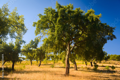 Cork trees natural resources Landscape. Parque Natural da Serra de Sao  Mamede. Alentejo. Portugal