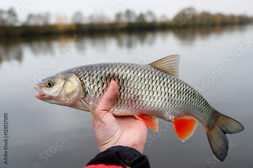 Chub in fisherman's hand, autumn