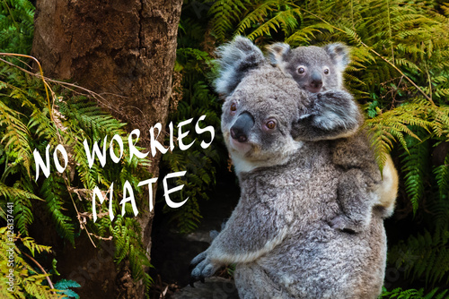 Australian koala bear native animal with baby and No Worries mate text