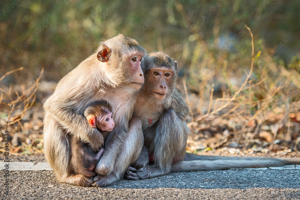 Monkeys Monkeys