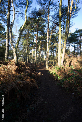 lickey hills photo