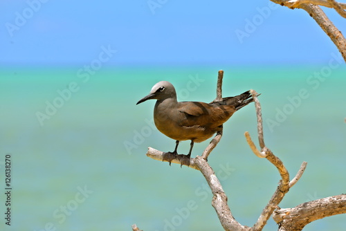 Brown Noddy, bird, Polynesia, Tetiaroa island photo