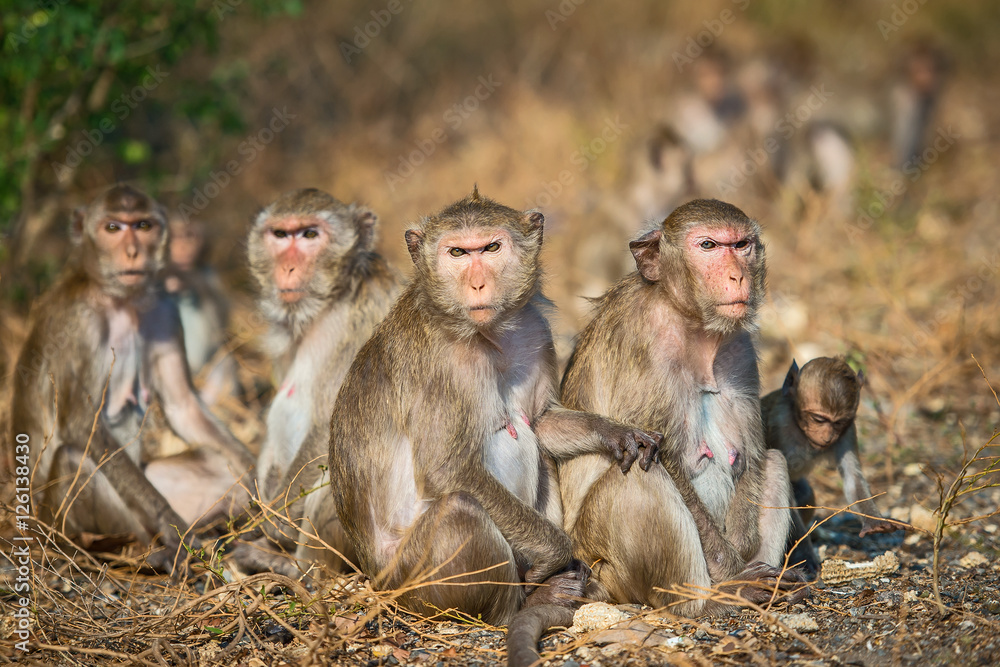 Naklejka premium Monkeys