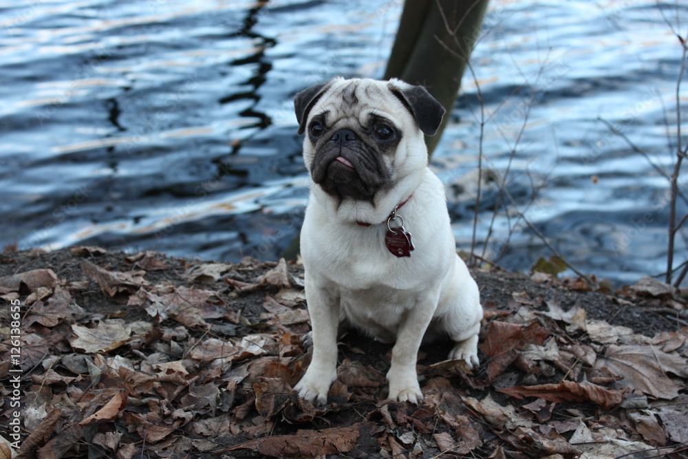 Mops am See