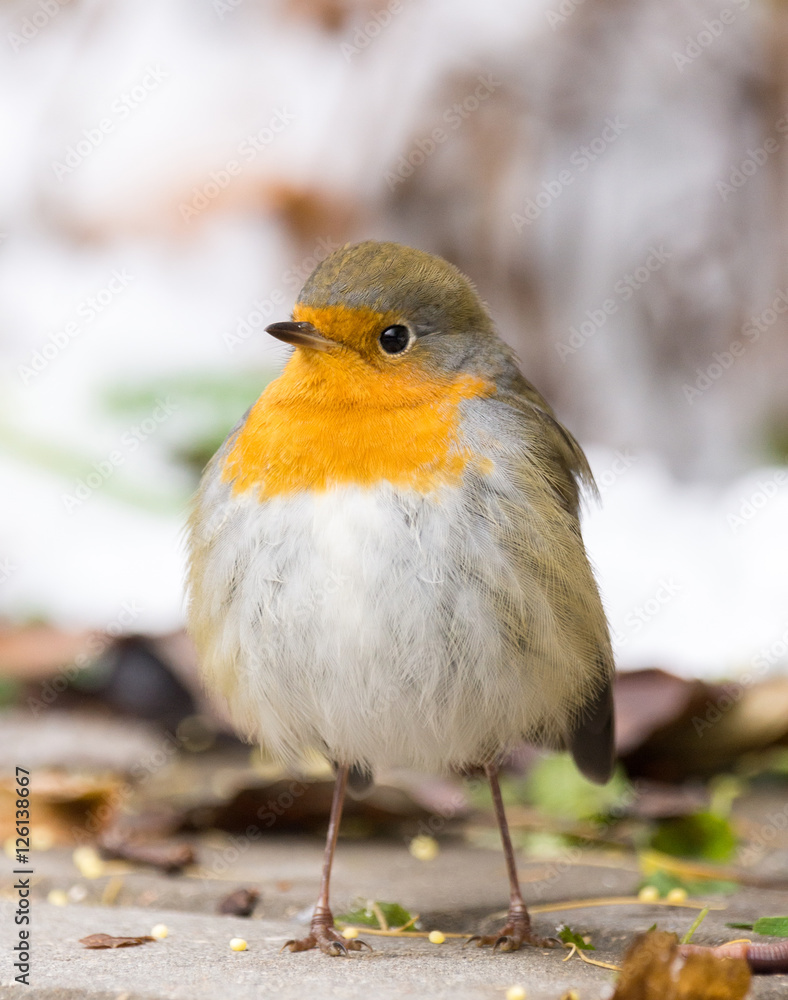 Fototapeta premium robin on a branch