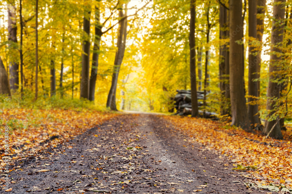 Fototapeta premium Autumn forest trail