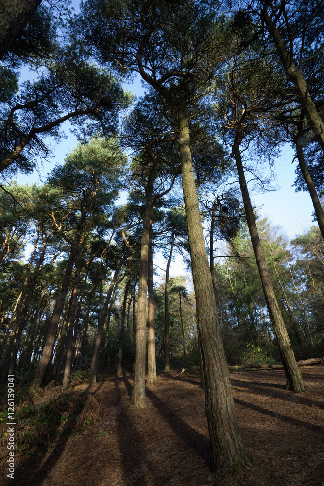 lickey hills