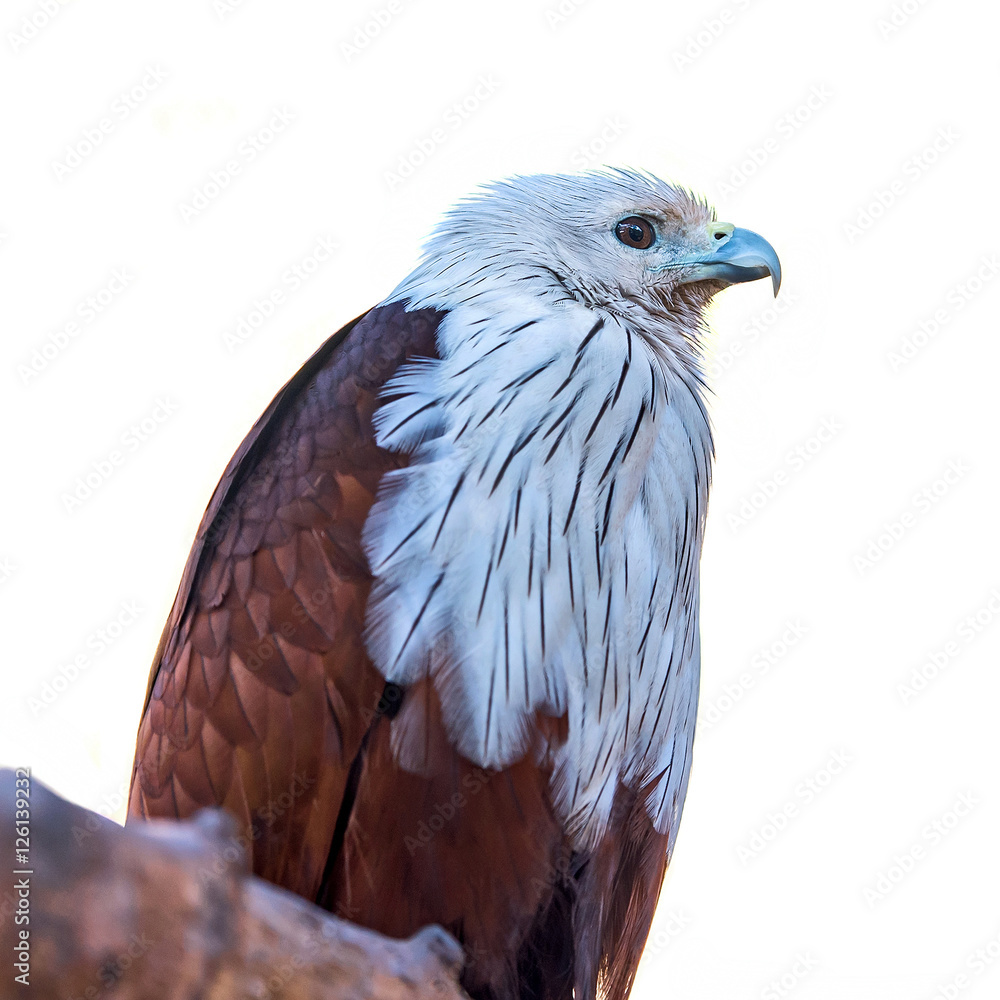 Fototapeta premium Brahminy Kite