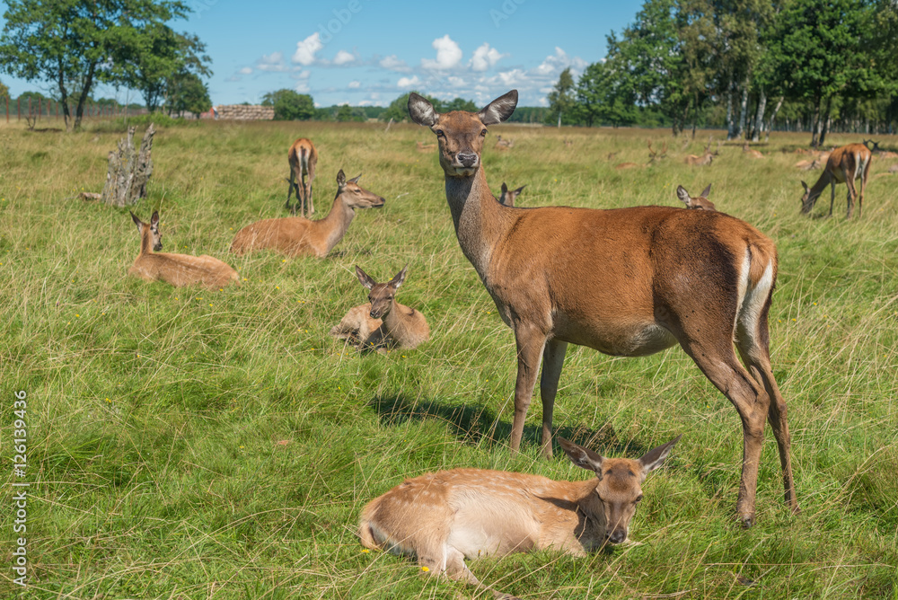 Fototapeta premium Deer grazing in field