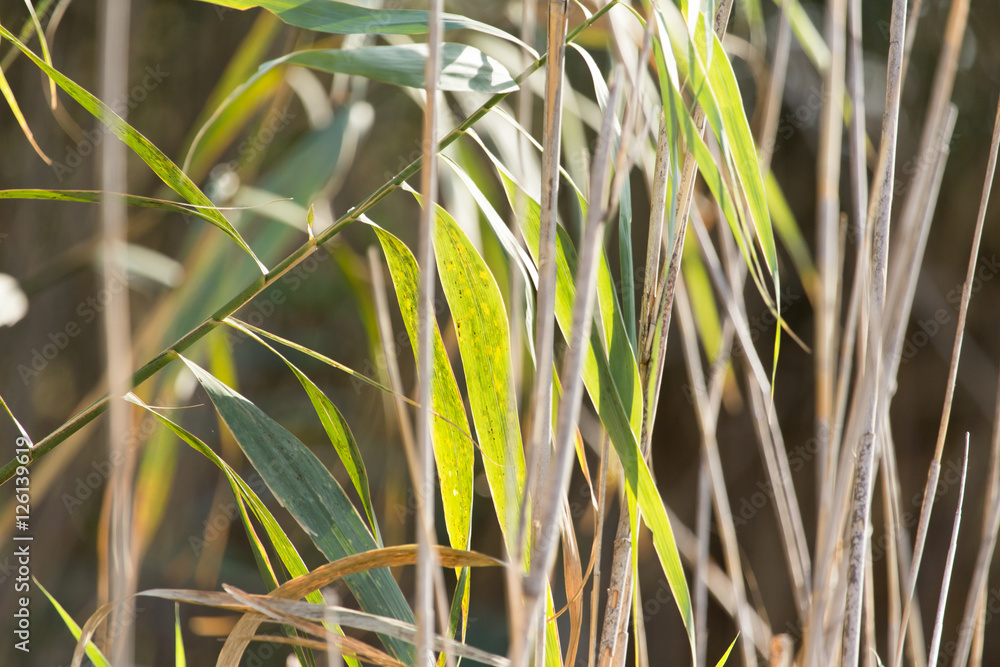 Obraz premium bulrush outdoors in autumn