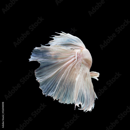 Siamese fighting fish show the beautiful fins tail like ballet dance ,Halfmoon betta fish.