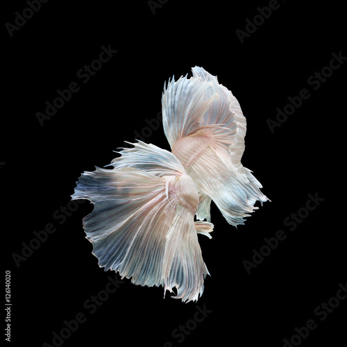 Swimming couple of Siamese fighting fish in love.