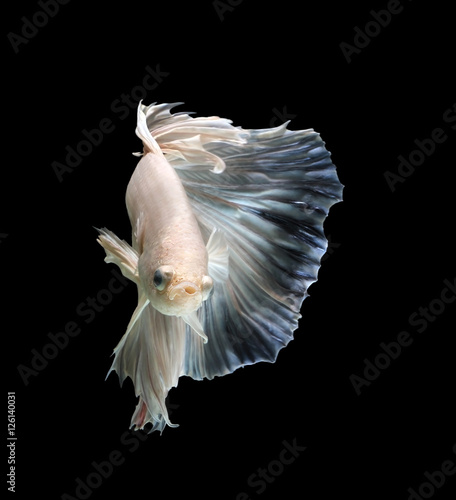 Siamese fighting fish show the beautiful fins tail like ballet dance ,Halfmoon betta fish.