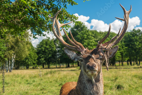 Fototapeta Naklejka Na Ścianę i Meble -  Male deer grazing in field