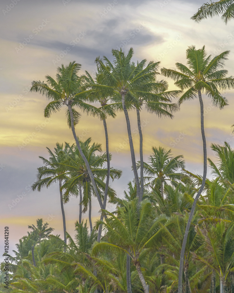 Tropical Sunset Scene Portho Gallinhas Brazil