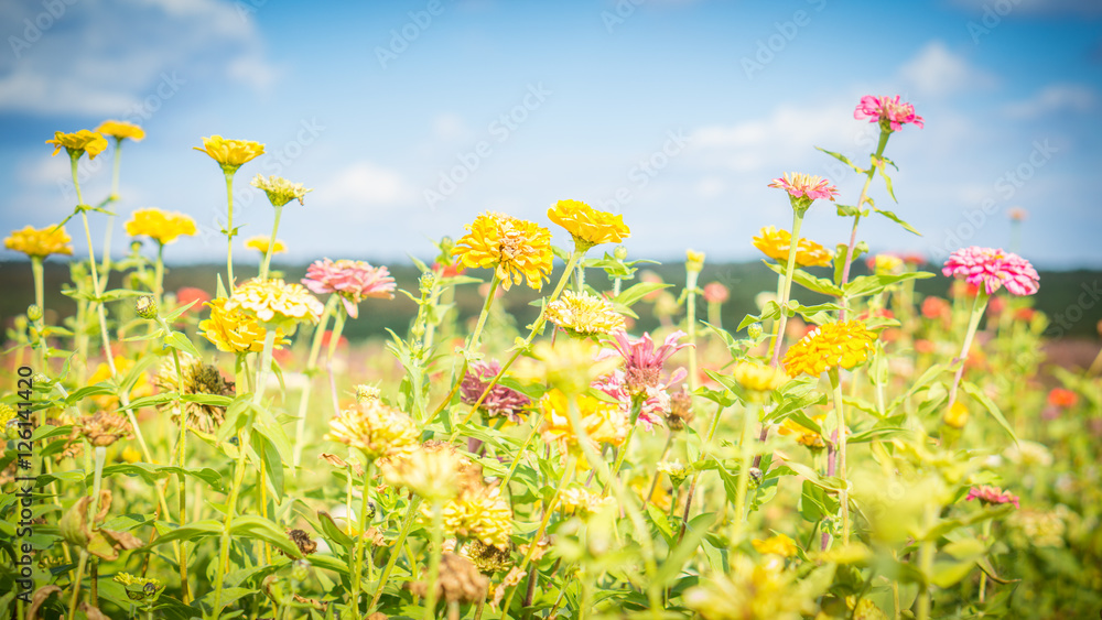 Wild flowers in a field at the farm Wild flowers in a field at the farm