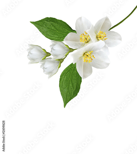 branch of jasmine flowers isolated on white background © alenalihacheva